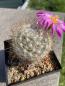 Preview: Mammillaria guelzowiana